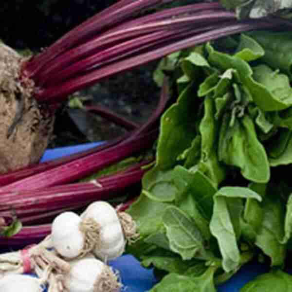 Cheap Homemade Dogfood