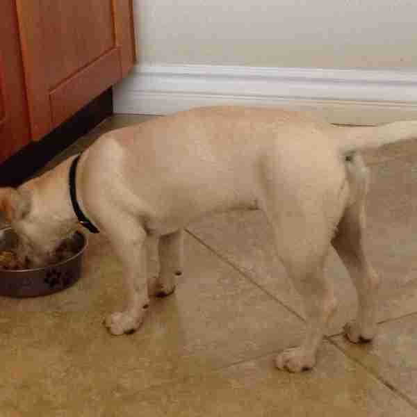 Homemade Dog Food in the Crockpot