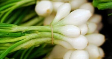 Caribbean Green Seasoning